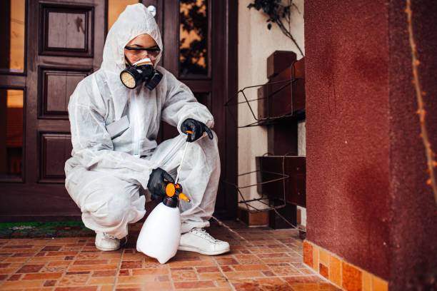 Reliable Wasp Removal contractor in Twentynine Palms, CA by Show Me Pest Control